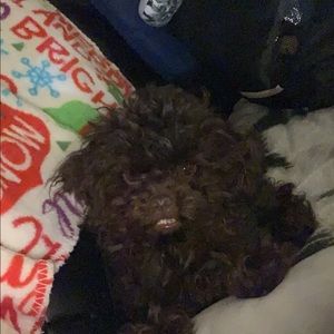 Meet your Posher, Alexa